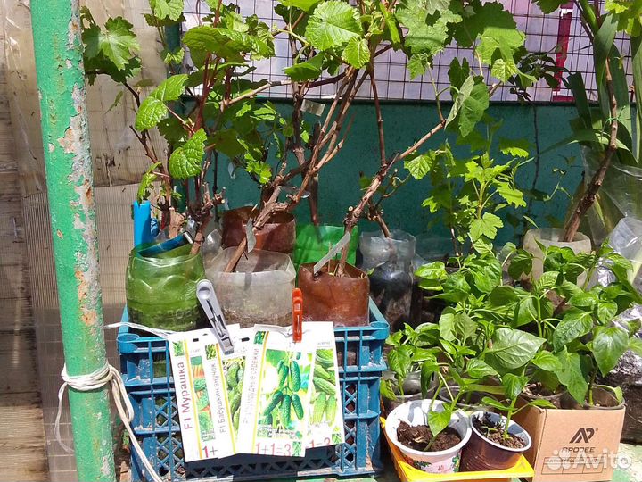 Саженцы винограда