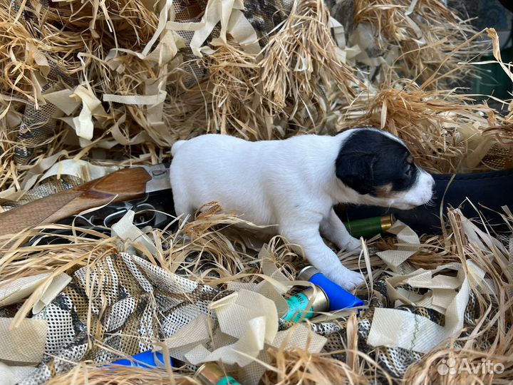 Гладкошерстный фокстерьер