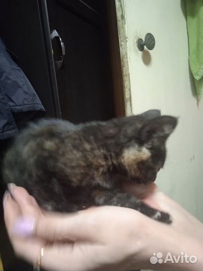 Котята (девочки)