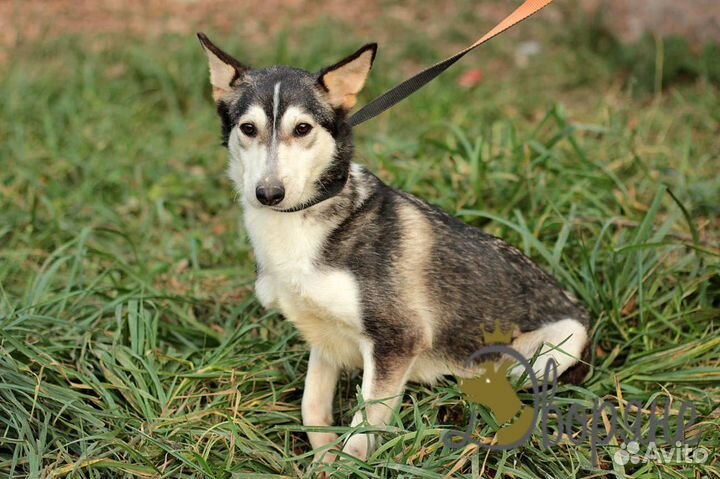 Восхитительная Адель