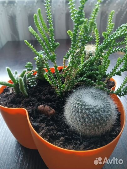 Кактусы и суккуленты