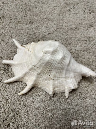 Ракушка морская большая