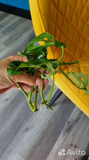 Монстера манки маск