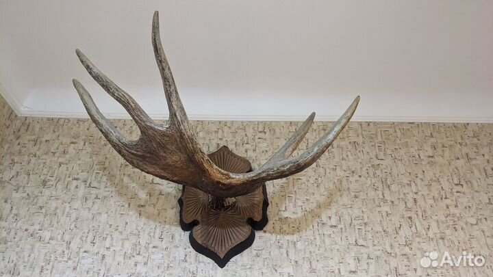 Рога лося (натуральные)