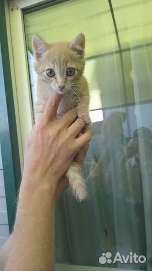 Рыжий котенок в добрые руки