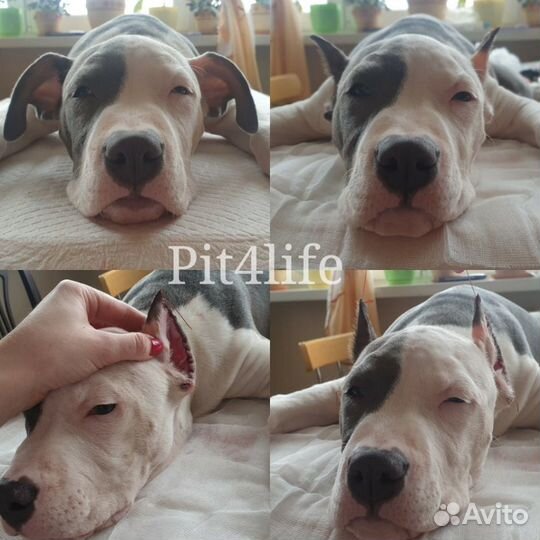 Купирование ушей и хвостов