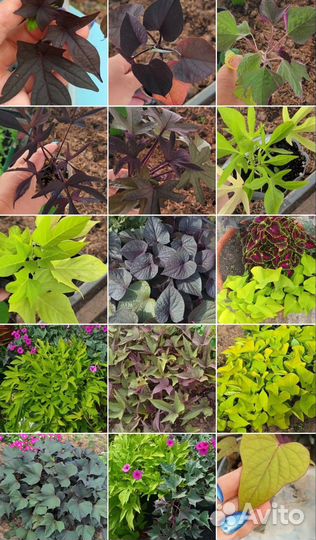 Ипомея батат в ассортименте