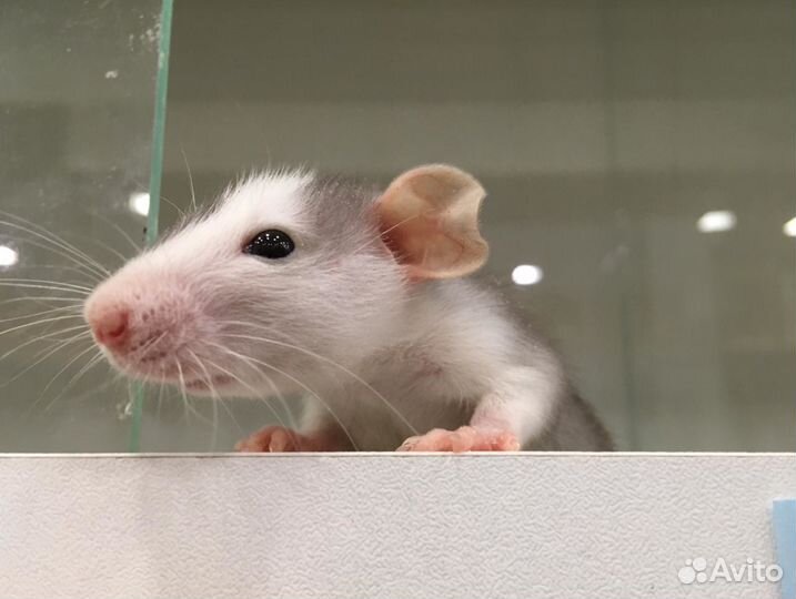 Крыски декоративные