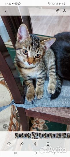 Котик ищет любящую семью