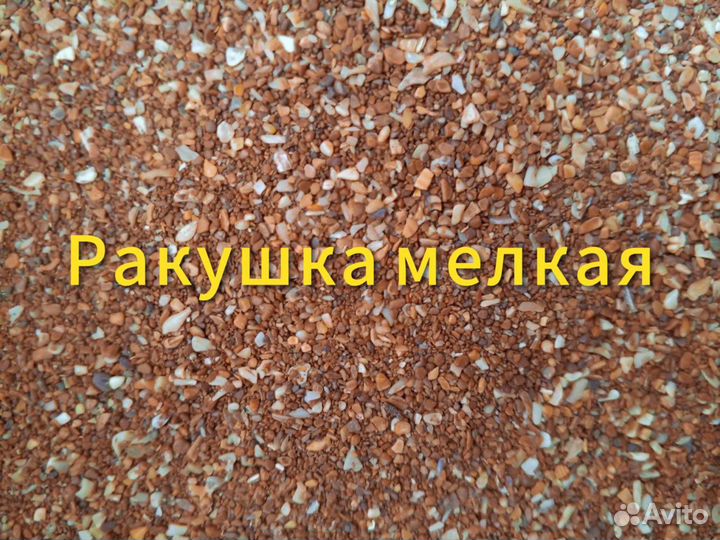 Ракушка морская