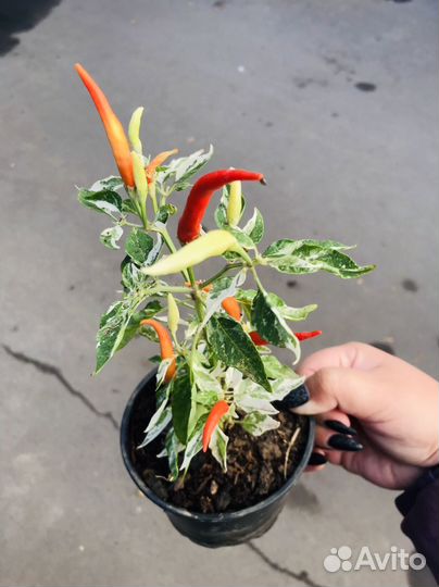 Перец комнатный острый