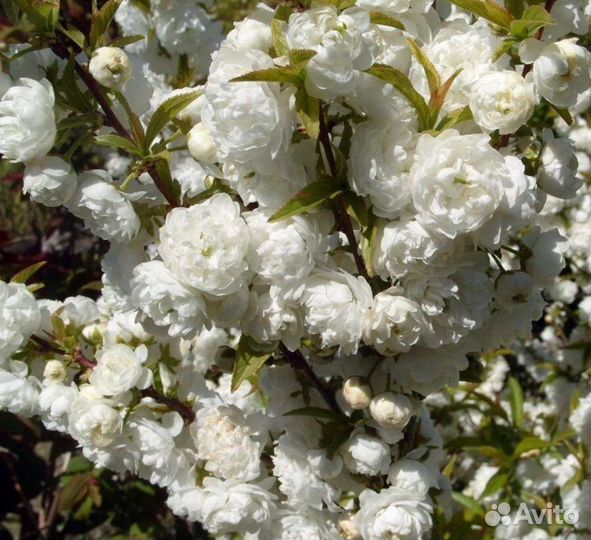 Сакура мини