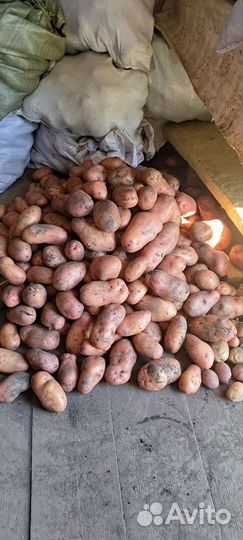 Продам картофель
