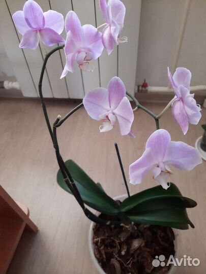 Орхидея фаленопсис