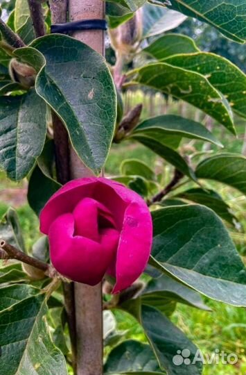 Магнолия Блек тюлип (Black tulip)в с5л и c7,5л