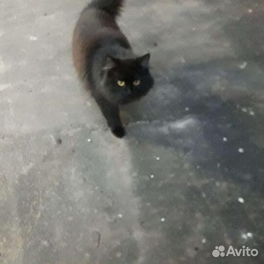 Черный кот