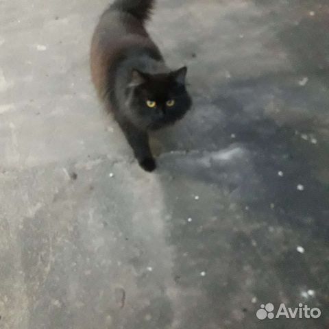 Черный кот