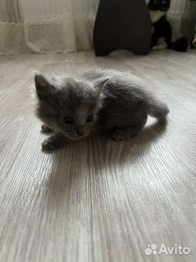 Котята от Сиамской кошки