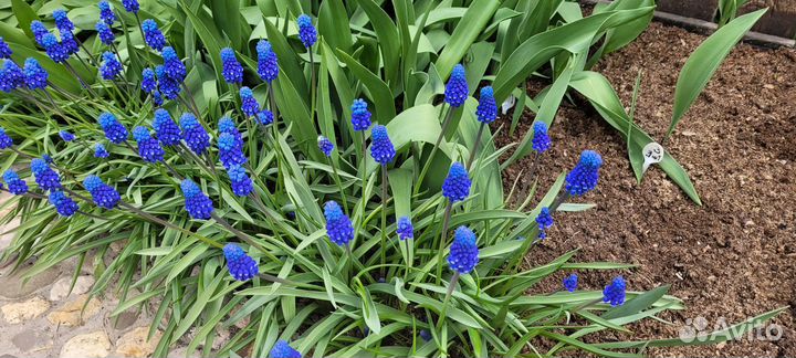 Первоцветы Многолетние