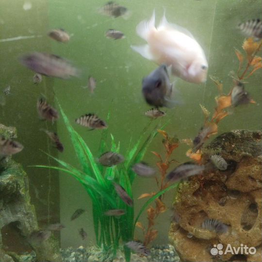 Аквариумные рыбки