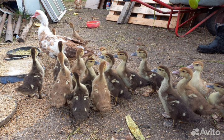 Утята мускусной утки (индоутка)
