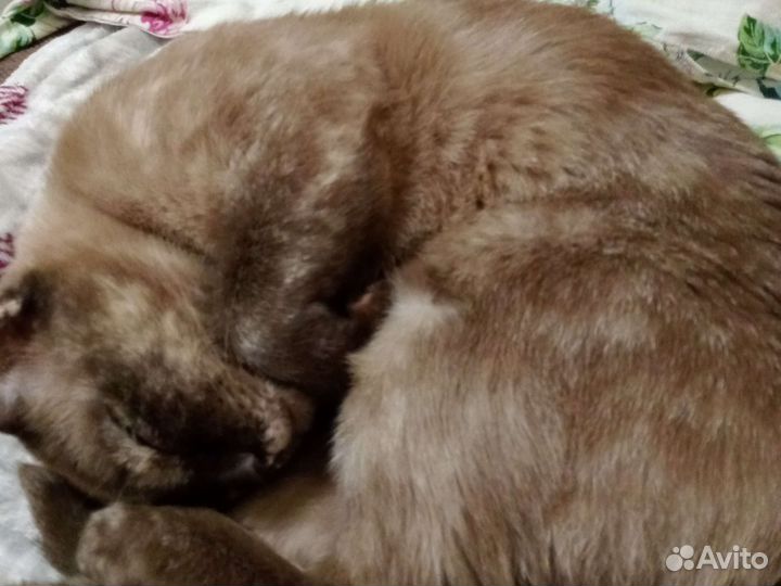 Бурманская кошка
