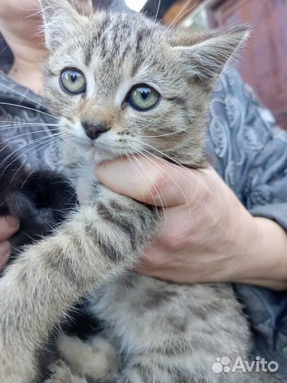 Кошки Котята