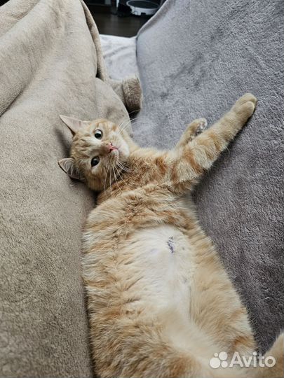 Рыжий котенок в добрые руки бесплатно