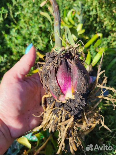 Луковицы Лилий