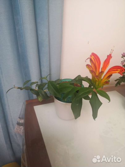 Эсхинантус жар птица