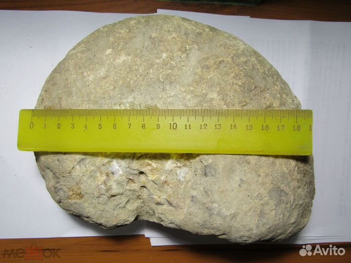 Альбский аммонит. Крым