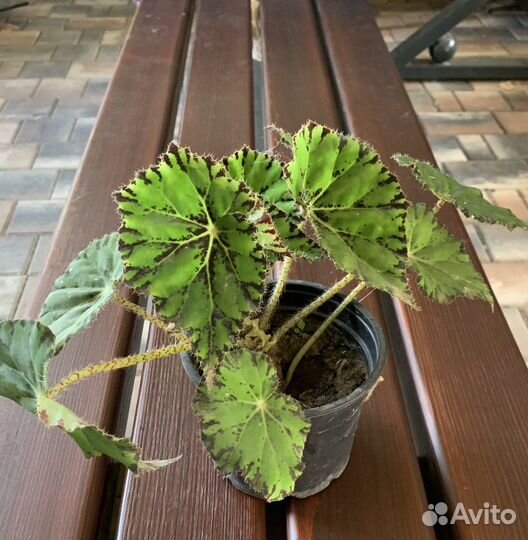 Бегония Бауэра или Тигровая