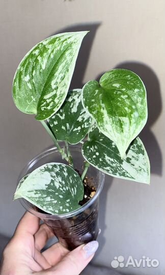 Эпипремнум Сильвер Энн