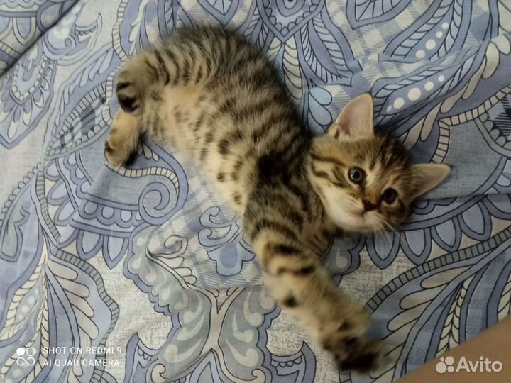 Кошка в дар бесплатно