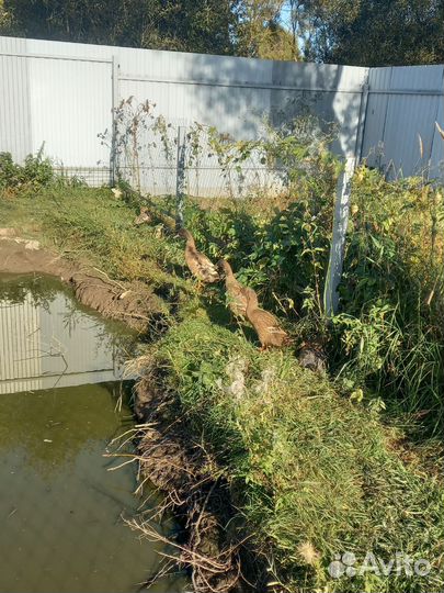 Утки индийский бегунок