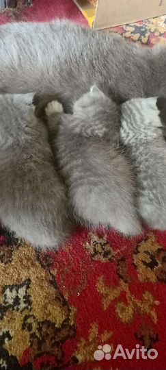 Вислоухие котята