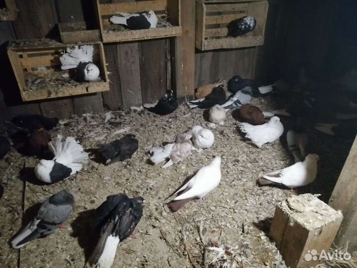 Голуби