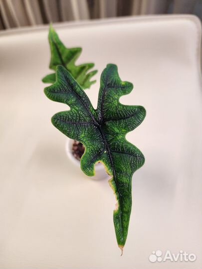 Алоказия Жаклин