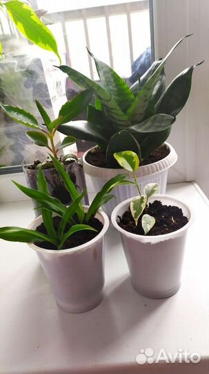 Комнатные цветы