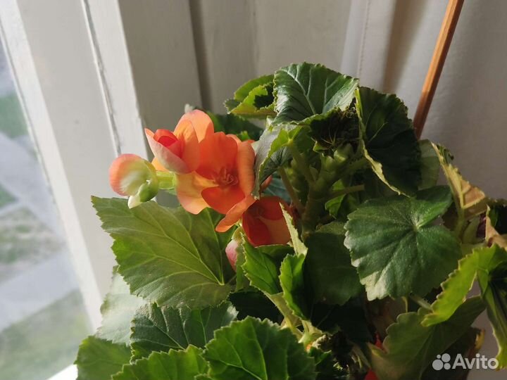 Бегония элатиор в горшке