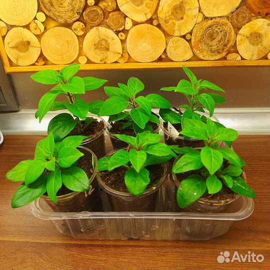 Петуния Тайдал Ред Велюр