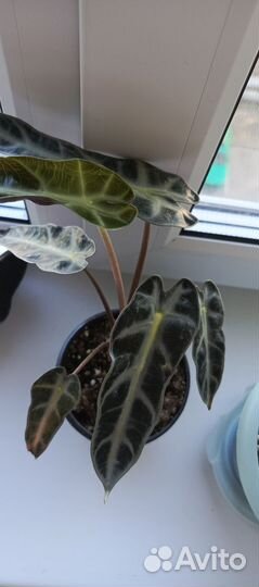 Продам Алоказию
