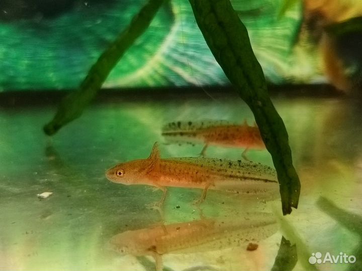 Тритон аквариумный