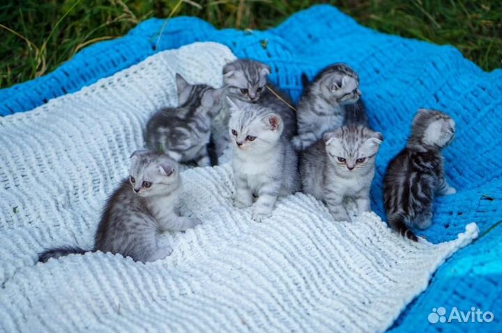 Шотландские вислоухие котята(Вискас)