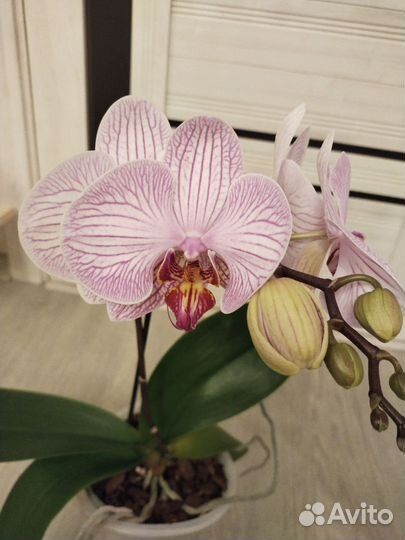 Орхидея фаленопсис