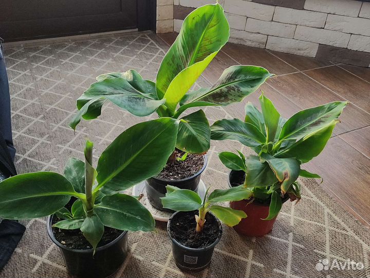 Банан Киевский карлик