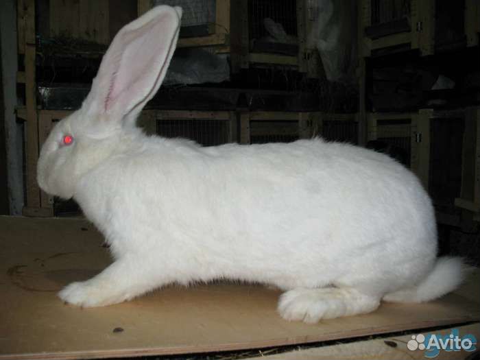 Кроль на племя