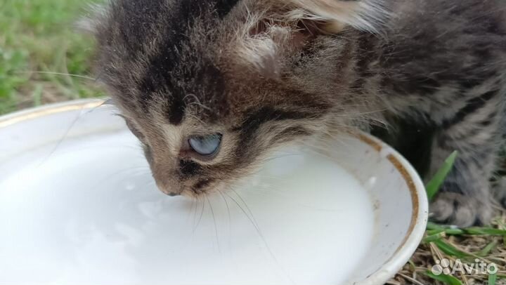 Котята в добрые руки даром