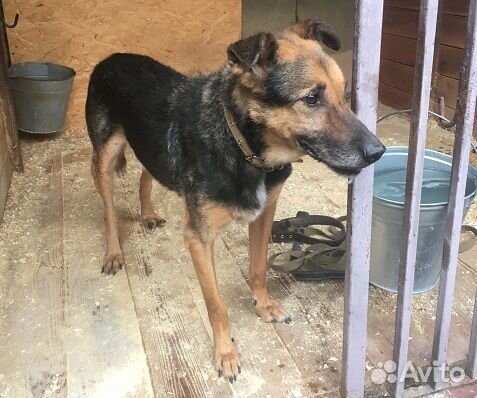 Тимоша, мой ангел