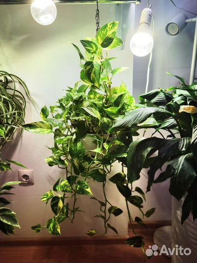 Сциндапсус